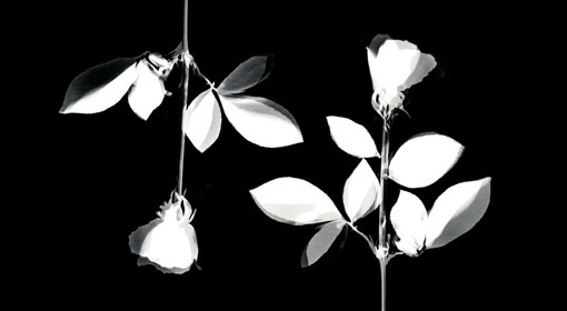 Violator